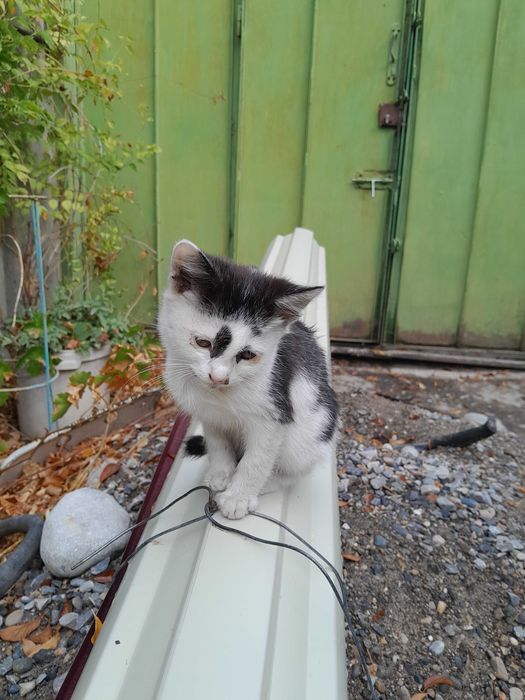 Котик и кошечка. Отдаю