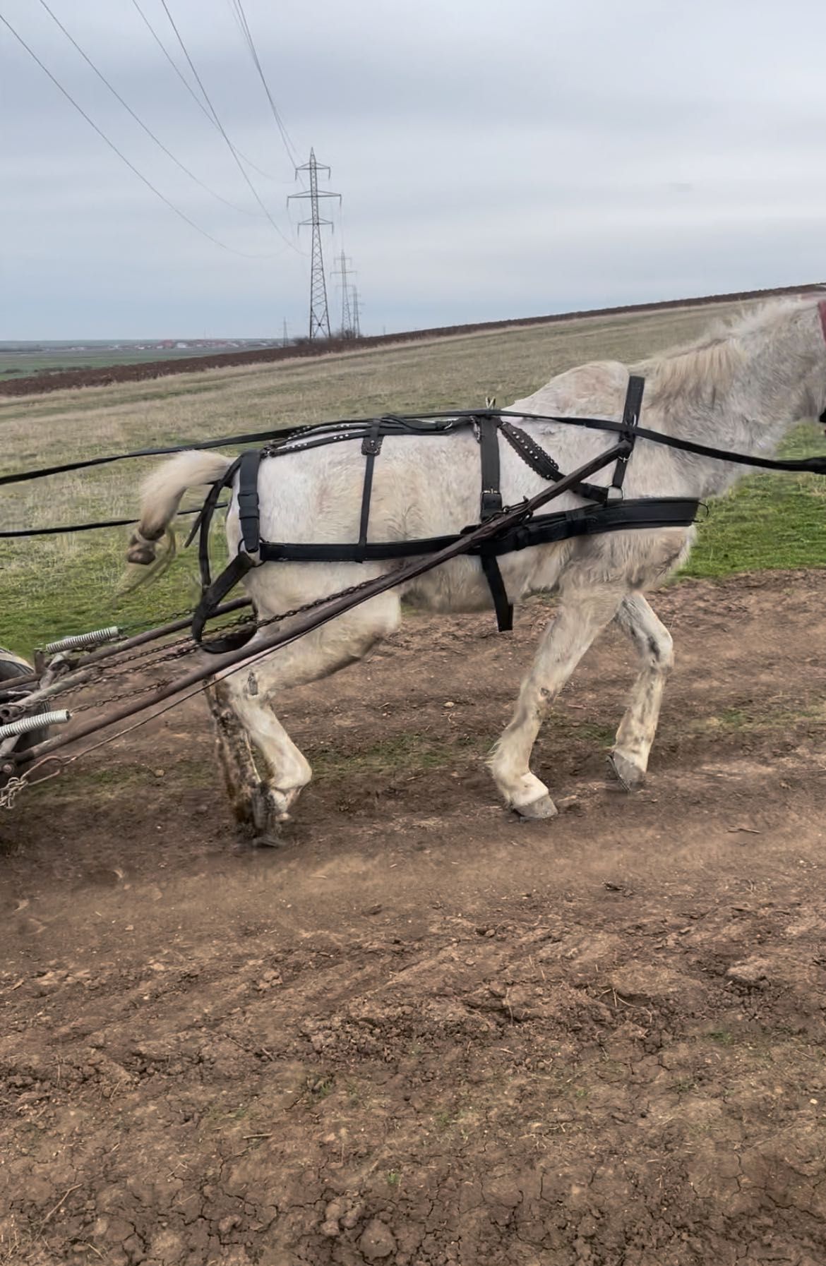 Vând o iapă de 9/10