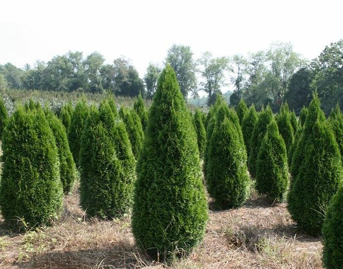 Tuia smarald si leylandii, copaci, plante ornamentale de gradina