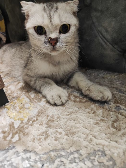 Продаю кошку шотландская порода