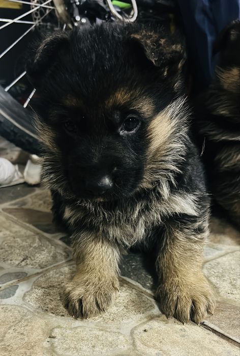 Femeluta ciobanesc german