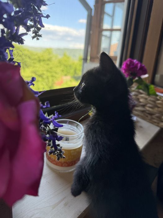 Pisici pentru adoptie - 1 luna jumate