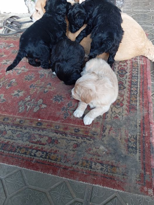 Продаю в хорошие руки щенят