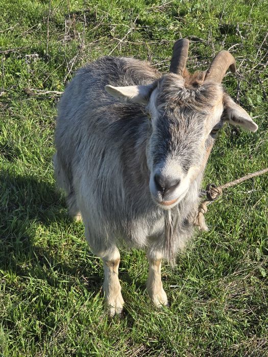 Vand 2 Capre ,600 bucată .