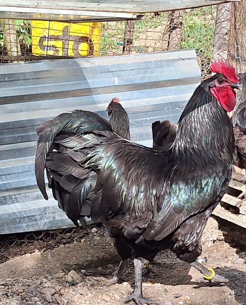 Australorp pe negru de vânzare