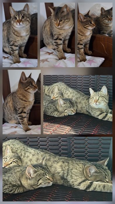 КОТЯТА хотят семью !!!