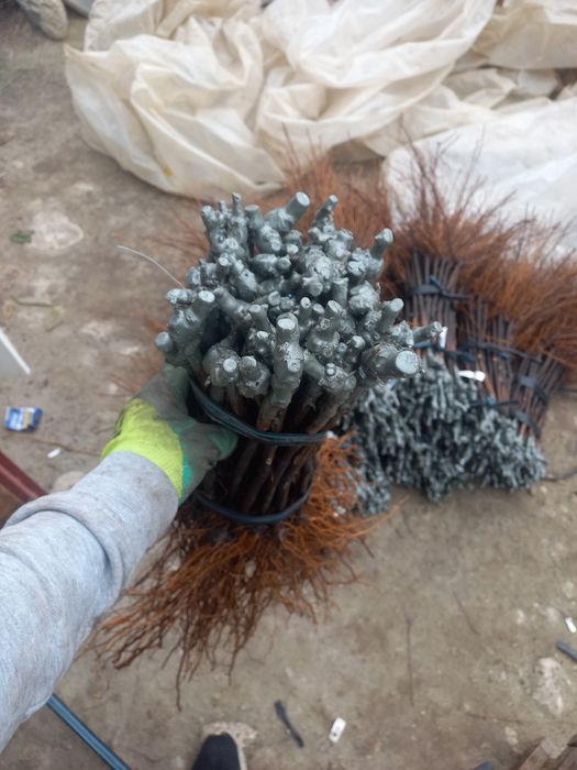 Butasi vita de vie anul 2 și anul 3