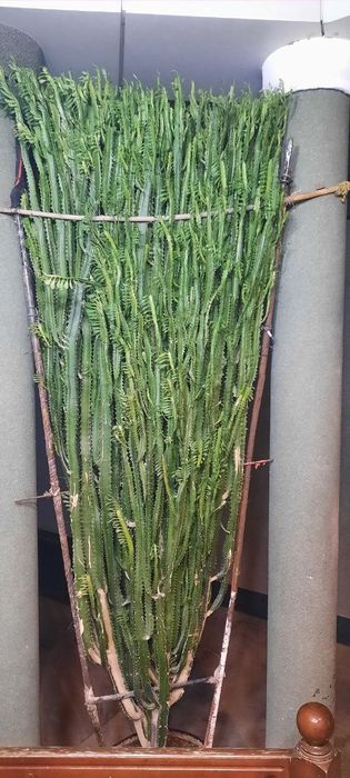 Bog uchun tuvakli gul