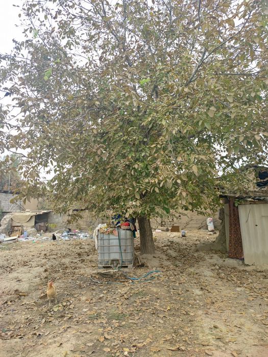 Yongiq daraxti 30 yilik