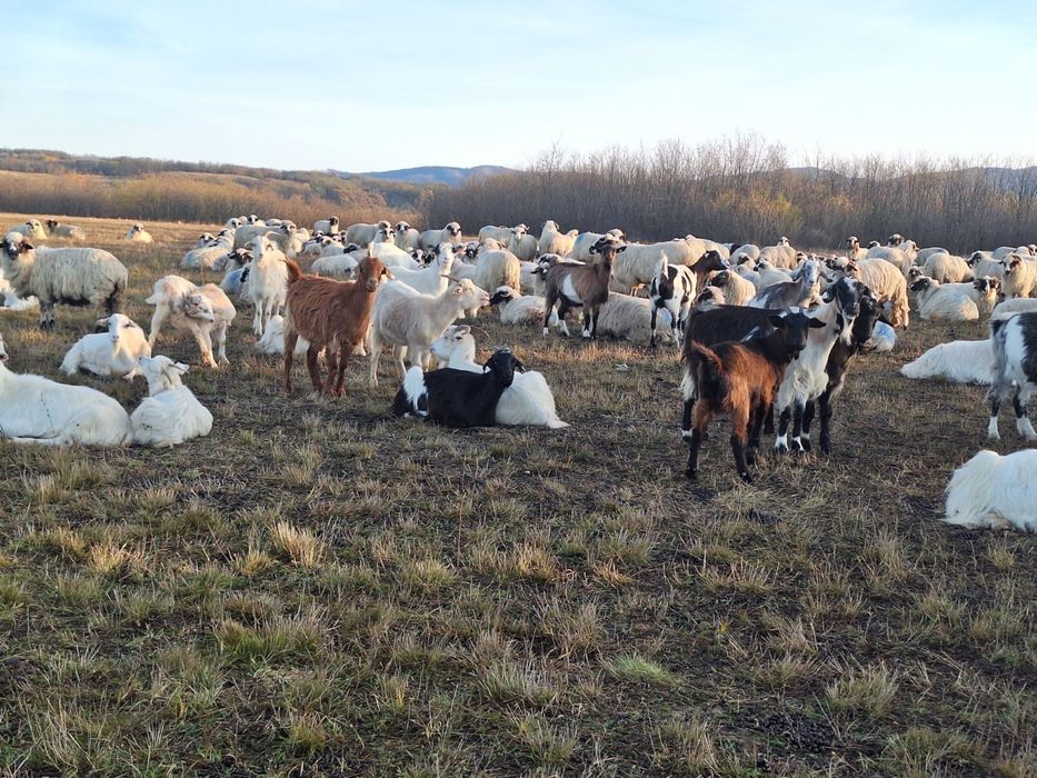 Capre de vanzare pe ales