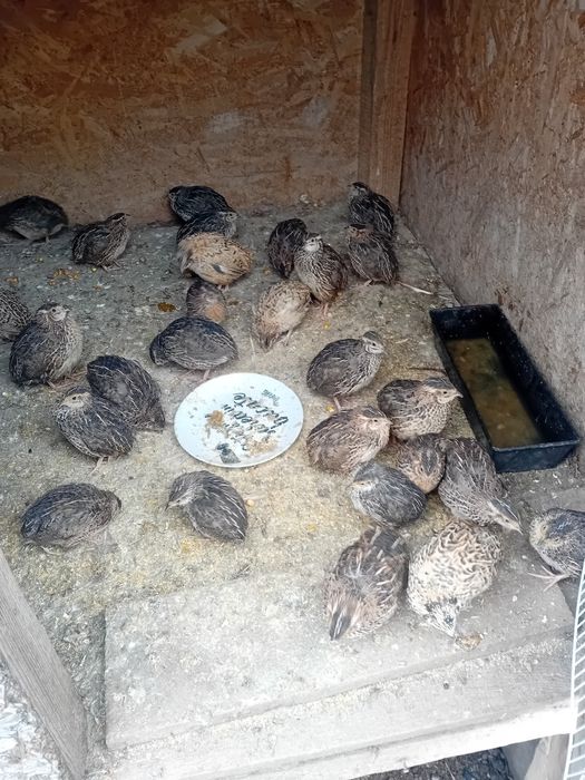 Vând/schimb prepelițe