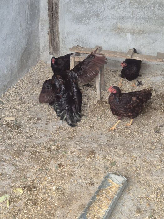 Cocos si gaini Rhode Island