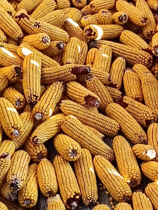 vand porumb stiulete productie 2025