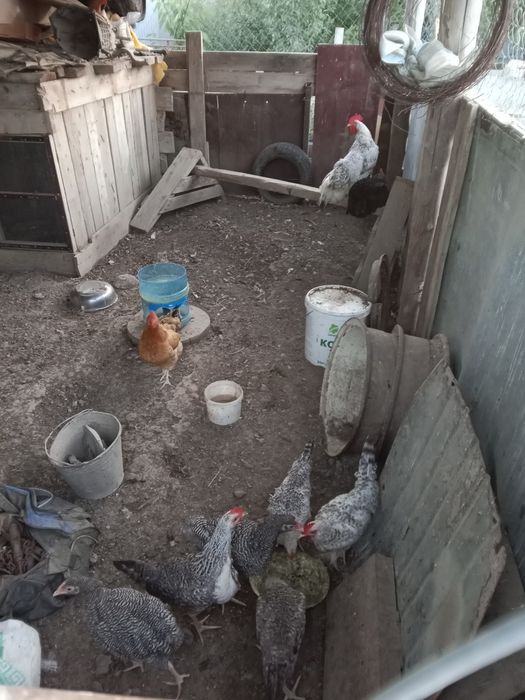 Әртүрлі пародада Тауықтар