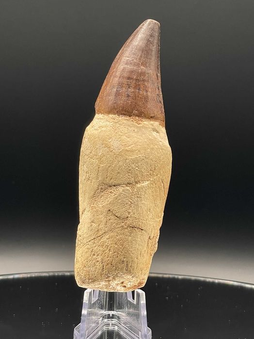 Зъб от Мозазавър с корен (100 мм) – Премиум фосил в рамка