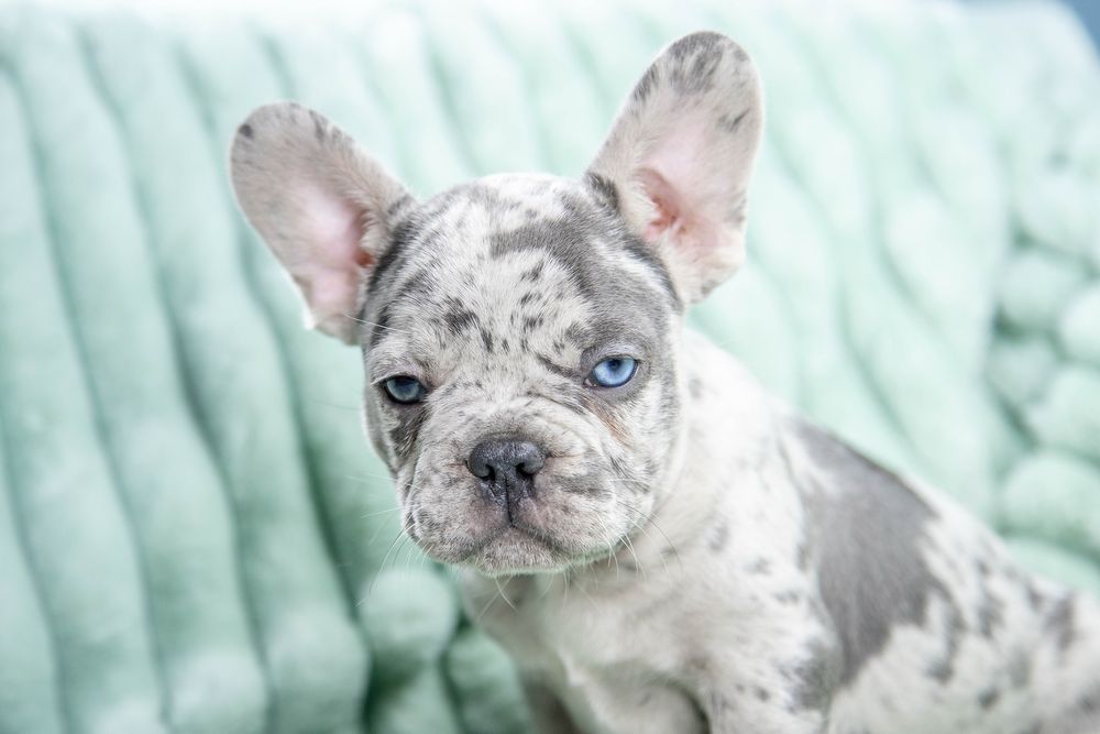 Bulldog francez blue merle
