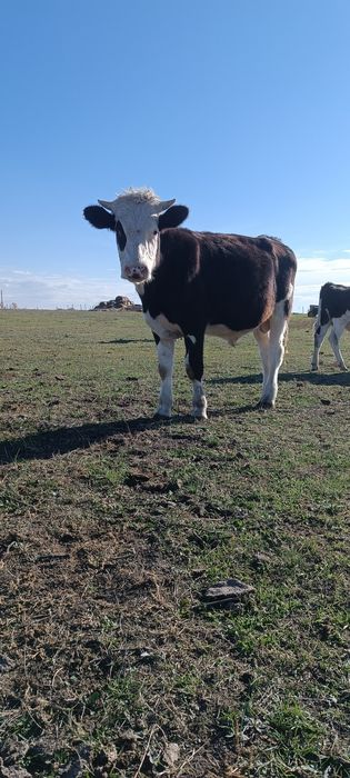 Vând viței de tăiat 20kg