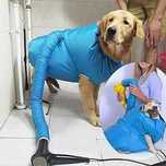 Сушилня за кучета, чанта за сушене на домашни любимци, Dog Dryer