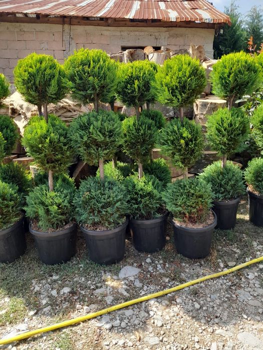 Braz ,mesteacăn,tei,arțar,pawlonia,plate ornamentale