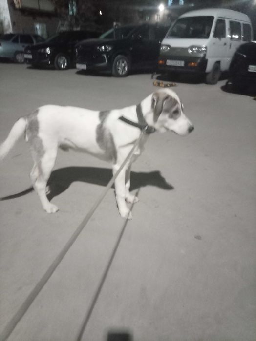 Пртвстаивается пëсель по кличке Джек