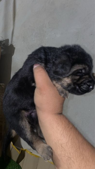 продаются щенки НО