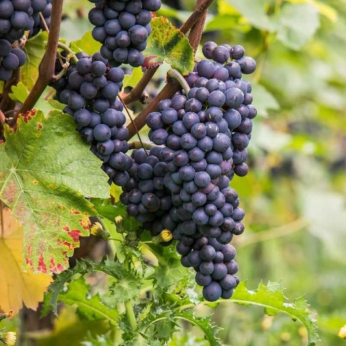 Merlot - Struguri de Vin - Merlot sau Feteasca - De La PRODUCATOR