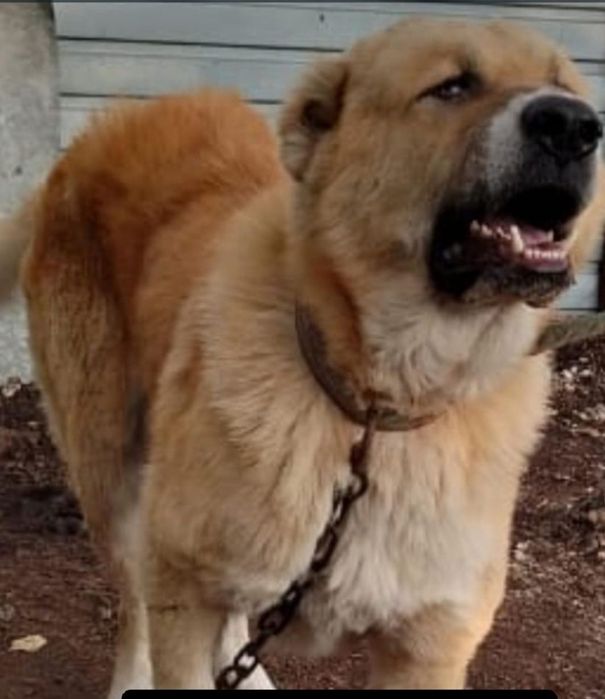 Молодой кобель ищет дом и ответственных хозяев