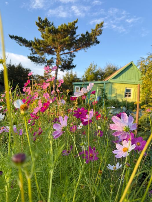 Продам дачу в  ДО «ЭНЕРГЕТИК»