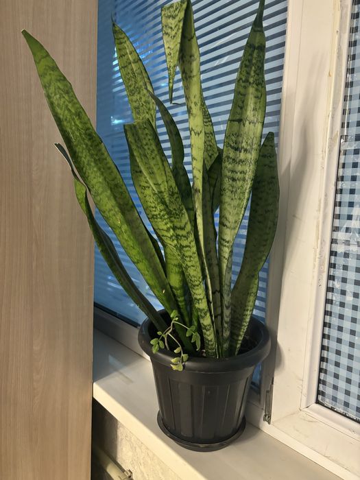 Бөлме гүлдері 2000 тг жарты метр