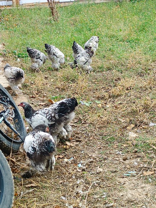 Брама товук, тухумлари уруг'ланган