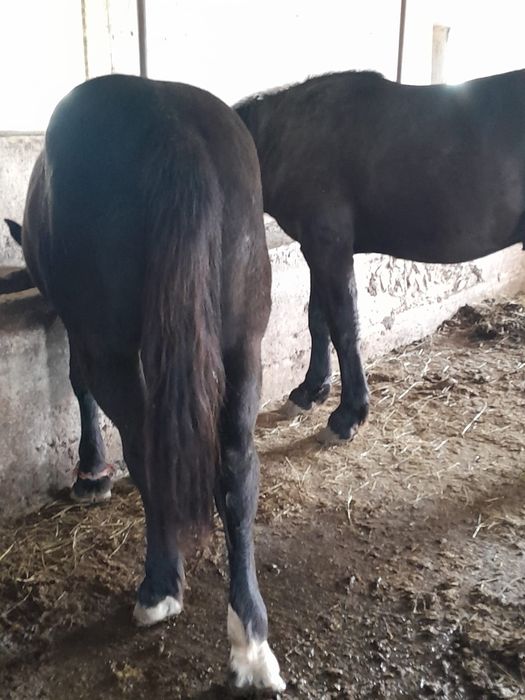 Vând mânji de un an jumate