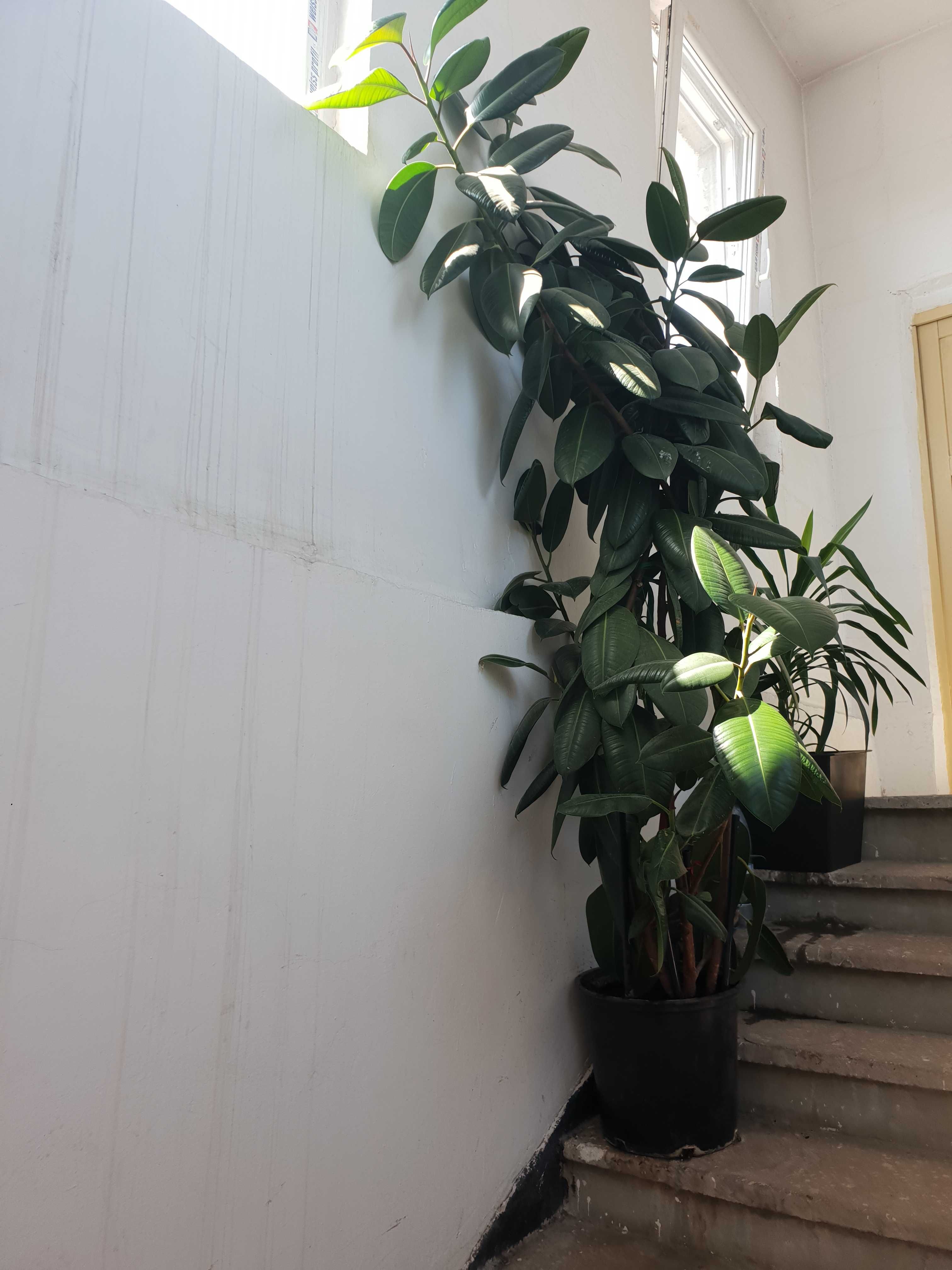 vand ficus cu inaltimea de 2.5 m