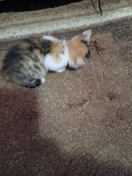 Donez pui de pisica de 2 luni