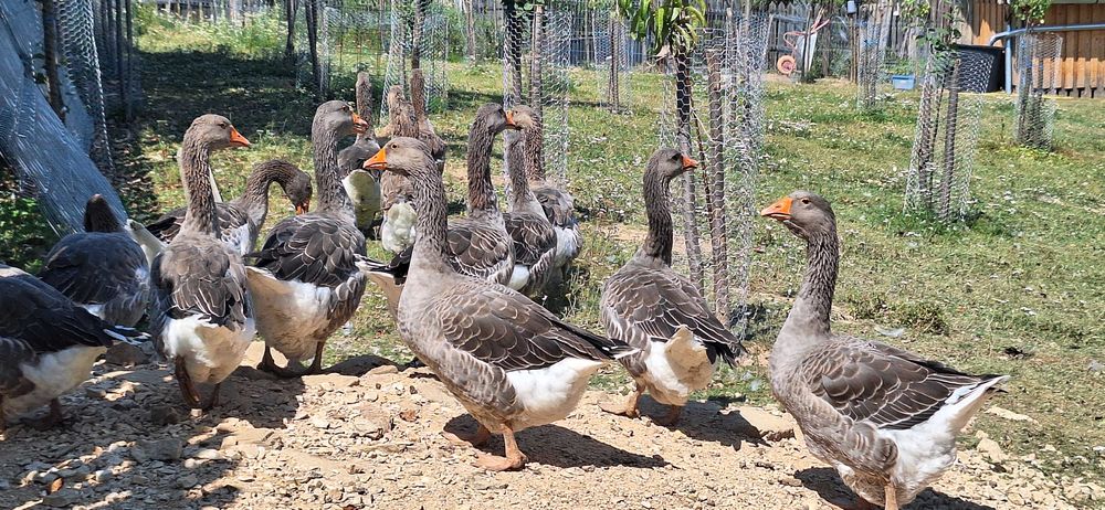Vindem gâște puternice și sănătoase