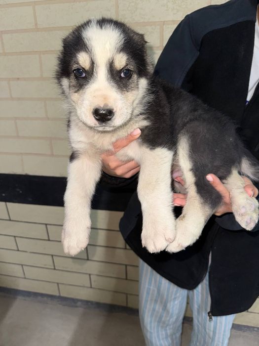 Продаётся щенок алабая