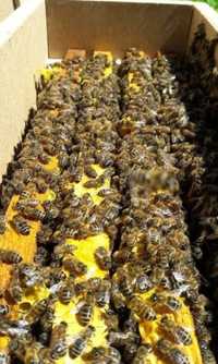 Продам пчел,  пчелопакеты