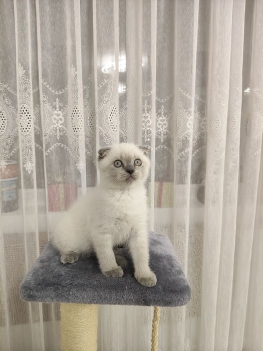 Scottish fold și scottish staight