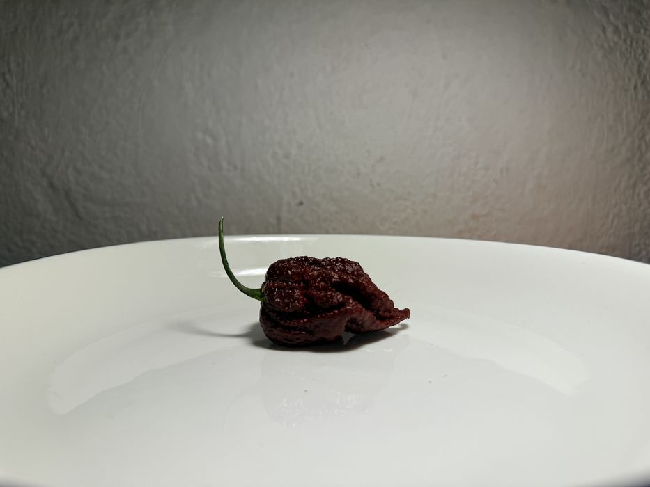 Предварителните поръчки за разсад от люти чушки вече са отворени.