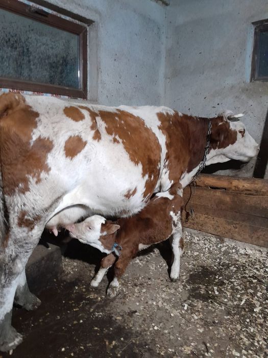 Vând două vaci cu viței