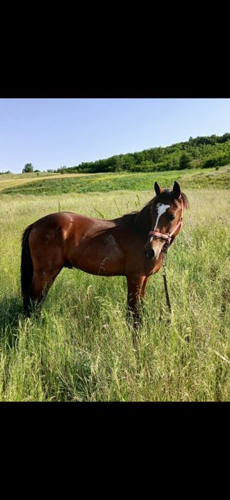 Vând cal de vârstă de un an si patru luni mai multe in privat