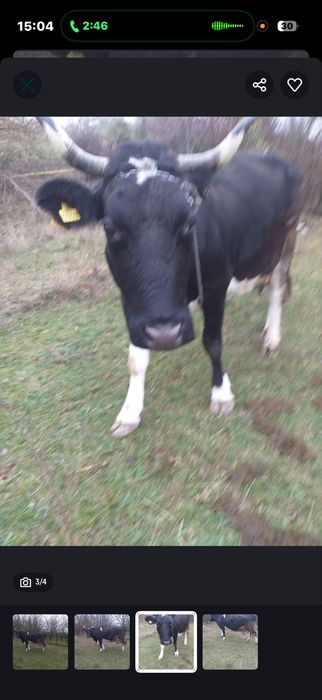 Vand vaca vaca de vanzare