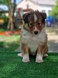 Puiuț Sheltie ( sheltland sheepdog)