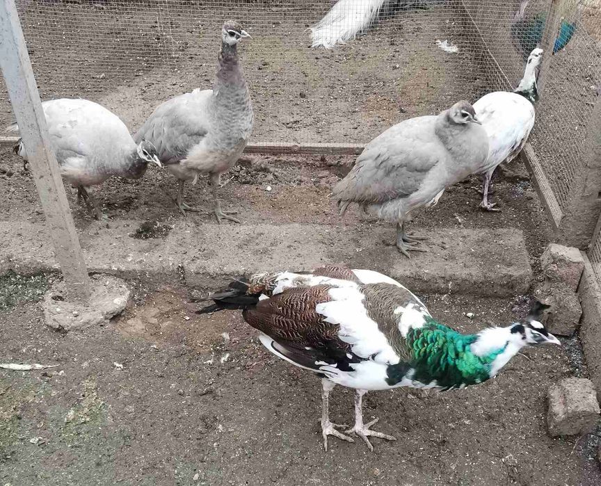 Осем месечни пауни