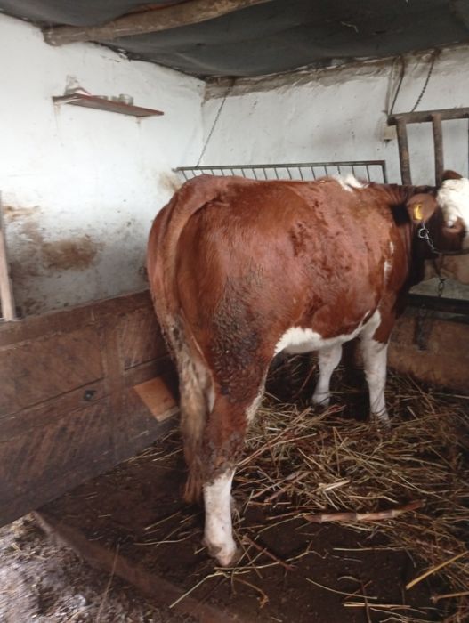 Vând juninca de tinut