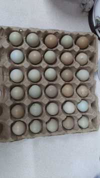 Яйцо фазана, инкубационное