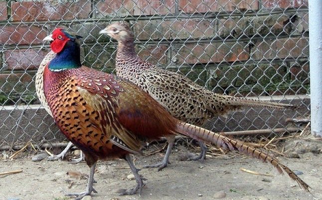 Фазан охотничий