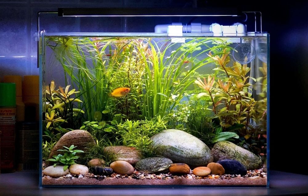 Acvarii/terarii la comandă pe măsură!