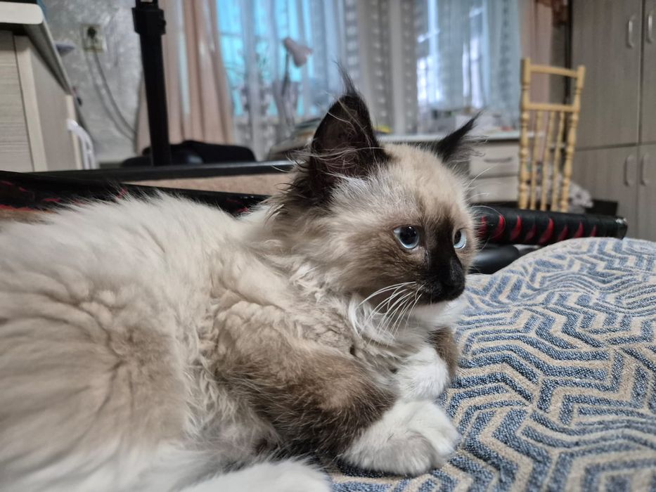 Отдам кошечку в хорошие руки