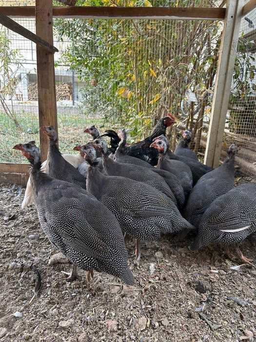 Marjon tovuq sotiladi