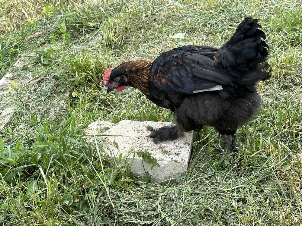 Marans negru aramiu